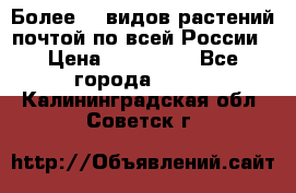 Более200 видов растений почтой по всей России › Цена ­ 100-500 - Все города  »    . Калининградская обл.,Советск г.